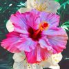 Hibiscus Flower Paint by numbers