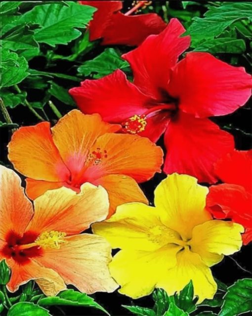 Hibiscus Flowers Paint by numbers