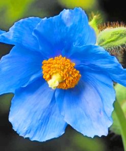 Himalayan Blue Poppy Paint by numbers