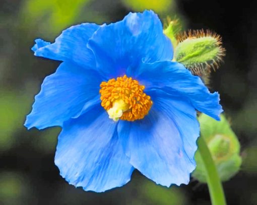 Himalayan Blue Poppy Paint by numbers