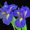 Irises Flowers Paint by numbers