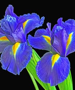 Irises Flowers Paint by numbers