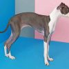 Italian Greyhound Paint by numbers