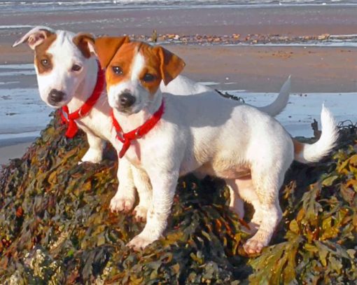 Jack Russell Pets Paint by numbers