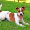 Jack Russell Paint by numbers