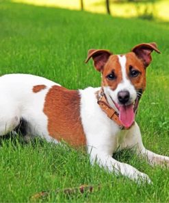 Jack Russell Paint by numbers