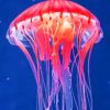 Jellyfish Paint by numbers