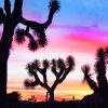 Joshua Trees Jesmira paint by numbers