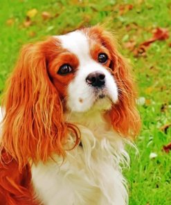 King Charles Cavalier Dog Paint by numbers