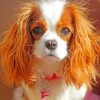 king-charles-cavalier-paint-by-number