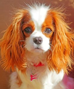 king-charles-cavalier-paint-by-number