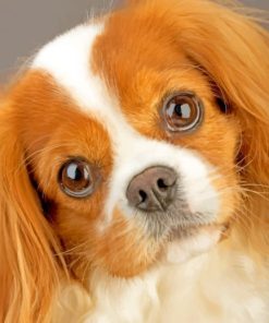 King Charles Cavalier Pet Paint by numbers