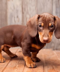 Little Brown Sausage Dog paint by numbers