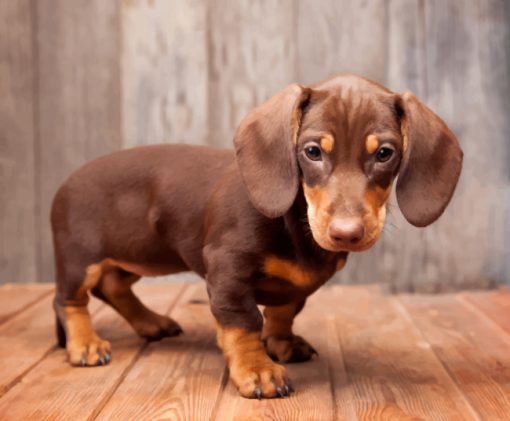 Little Brown Sausage Dog paint by numbers