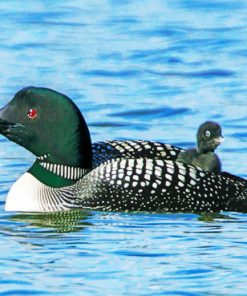 Loon Bird In The Water paint by numbers