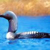 Loon Bird paint by numbers