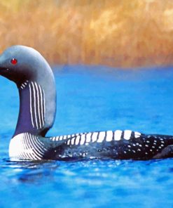 Loon Bird paint by numbers