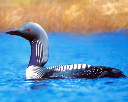 Loon Bird paint by numbers