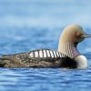 Loon In The Water Paint by numbers