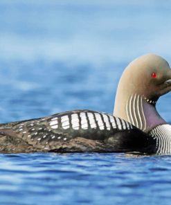 Loon In The Water Paint by numbers