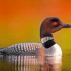 Loon In The Water Paint by numbers