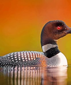 Loon In The Water Paint by numbers