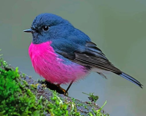 Male Pink Robin Bird Pink by numbers