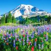 Mount Rainier paint by numbers