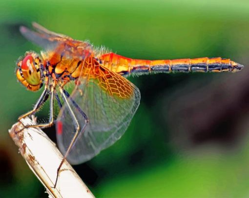 Orange Dragonfly Paint by numbers