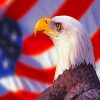 Patriotic Eagle Bird paint by numbers