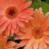 Peach Gerbera Daisy Paint by nummbers