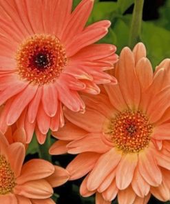 Peach Gerbera Daisy Paint by nummbers