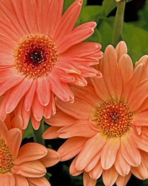 Peach Gerbera Daisy Paint by nummbers