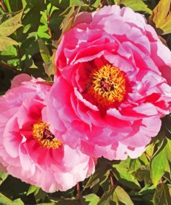 Peonies paint by numbers