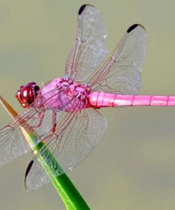 Pink Dragonfly Paint by numbers