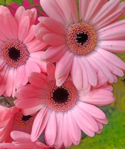 Pink Gerbera Daisy Paint by numbers