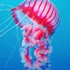 Pink Jellyfish Paint by numbers