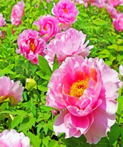 Pink Peonies Flowers Paint by numbers