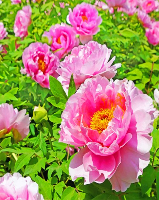 Pink Peonies Flowers Paint by numbers