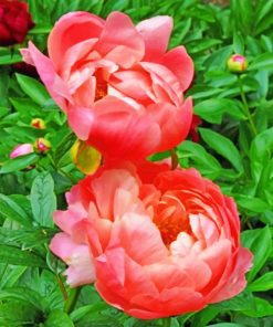 Pink Peonies Paint by numbers