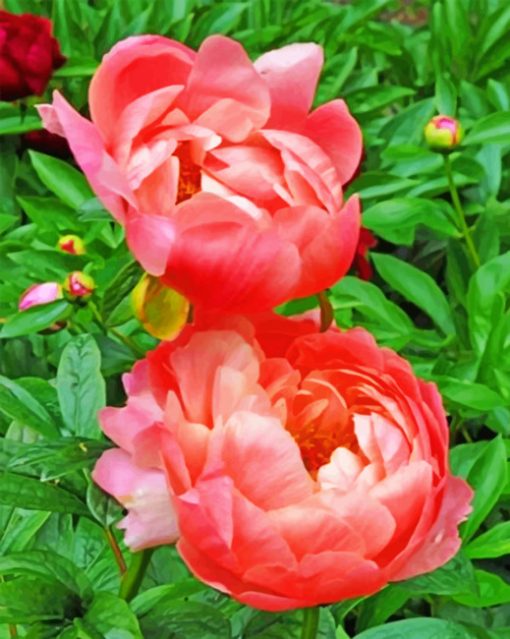 Pink Peonies Paint by numbers