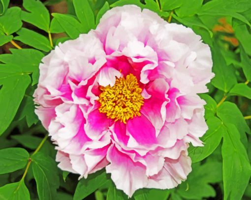 Pink Peony paint by numbers