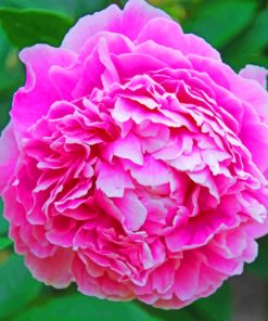 Pink Peony Flower paint by numbers