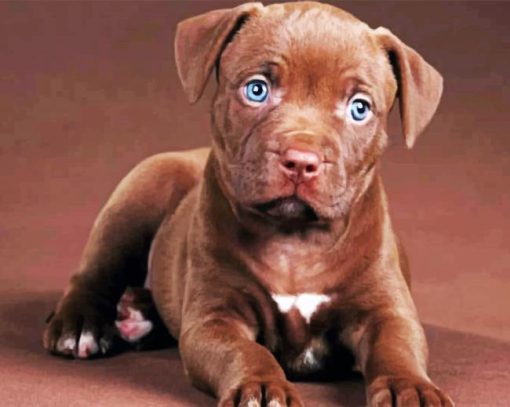 Pit Bull Puppy Paint by numbers