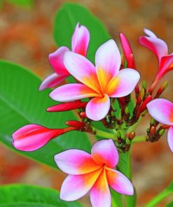 Pink And White Plumeria Flower Paint by numbers