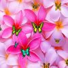 Plumeria Flowers And Butterflies Paint by numbers