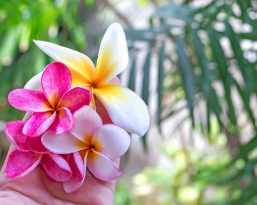 Pink Plumeria Flowers Paint by numbers