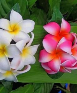 Green Leaves And Plumeria Flowers Paint by numbers