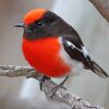 Red Crapped Robin Paint by numbers