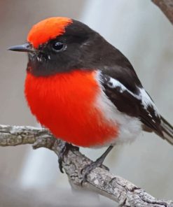 Red Crapped Robin Paint by numbers